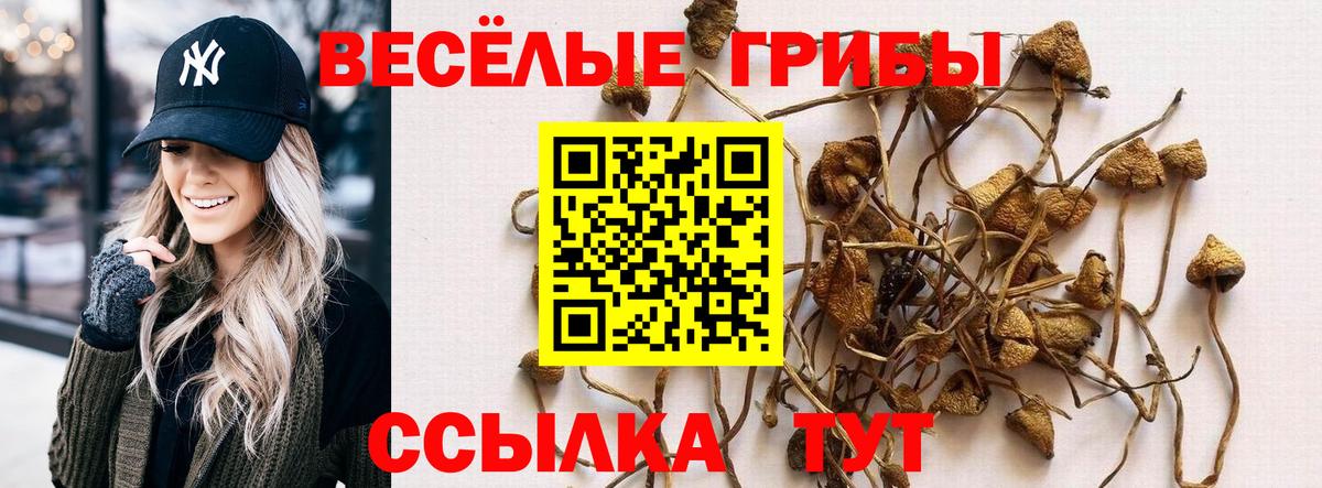 Галлюциногенные грибы Psilocybe Похвистнево